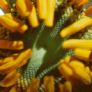The head of a sunflower.